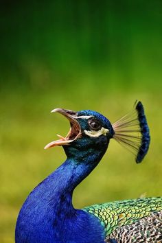 a close up of a peacock with its mouth open