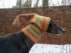 a black dog wearing a multicolored knitted hat