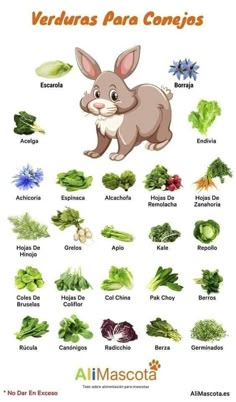 an animal chart with the names of different animals in spanish and english, as well as pictures