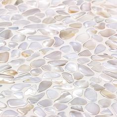 a close up view of white shells on the ground