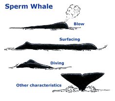 the different types of whale fins are shown in this diagram, and each one is labeled with