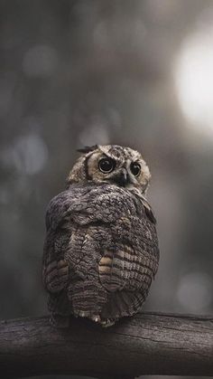 an owl sitting on top of a wooden branch