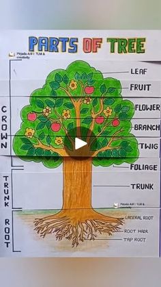 the parts of a tree on a piece of paper that is cut out and labeled