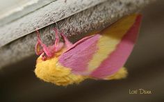 a pink and yellow moth hanging upside down