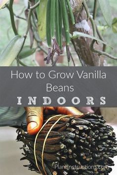 an image of how to grow vanilla beans in the garden with text overlay that reads, how to grow vanilla beans indoors