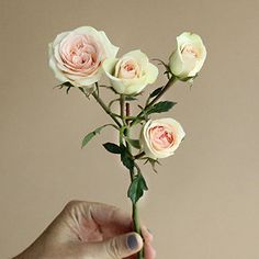 a person holding a bunch of pink roses in their hand with the stems still attached