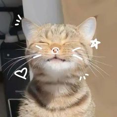 Cat Aesthetic Icon, Aesthetic Cat Pfp, Cats Pfp, Cat Pfps, Kitty Pryde, Cat Profile, Cat Pfp