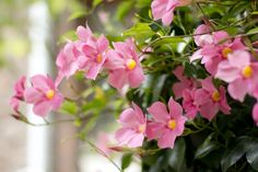 pink flowers blooming on the outside of a house