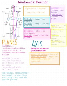 the anatomy of an anatomical position and its corresponding parts infographical poster