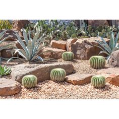 cactus garden with rocks and cacti in the background