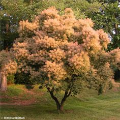 a small tree in the middle of a grassy area with lots of trees around it