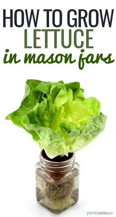 grow lettuce in mason jars Landscape Ideas Architecture, Ideas Around Trees, Growing Lettuce Indoors, How To Grow Lettuce