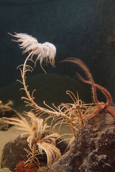 some plants that are growing out of the ground near rocks and water in an aquarium