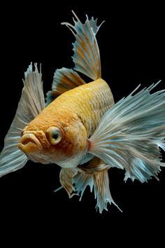 an orange and white fish with long hair