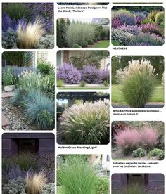 many different types of plants and flowers in the garden, including lavenders, grasses, grass