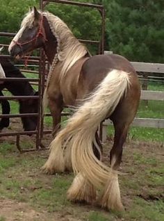 two horses standing next to each other near a fence