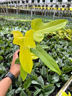 a person holding up a plant in a greenhouse