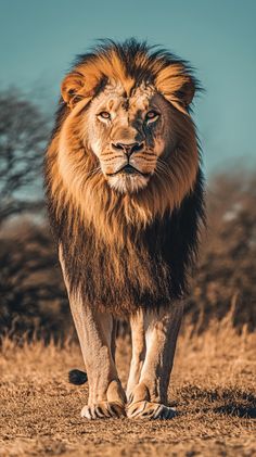 a large lion walking across a dry grass field