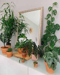 some house plants are sitting on a dresser in front of a mirror and a mirror