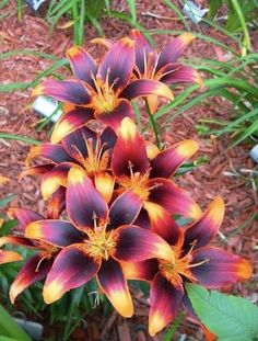 an orange and red flower in the middle of some grass with other plants behind it