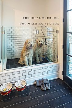 two dogs sitting in the reflection of a bathroom mirror with their paws on the floor