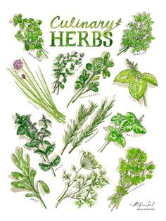 an illustration of culinary herbs in green and white