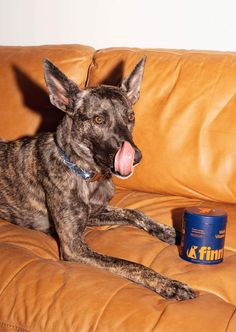 a dog sitting on top of a brown leather couch next to a can of tuna