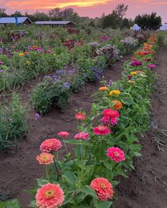 a field full of colorful flowers with the sun setting in the background