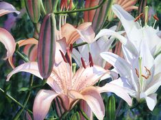 some white and pink lilies are growing in the bush together with other flowers behind them