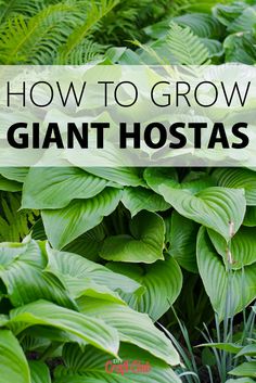 green plants with the words how to grow giant hostas