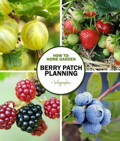 berry patch pictures with text overlaying how to home garden berry patch planming