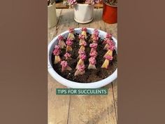 a white bowl filled with pink flowers on top of a wooden table next to potted plants