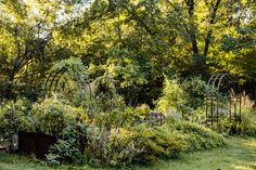 an overgrown garden in the middle of a wooded area