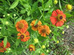 orange and yellow flowers growing in the grass