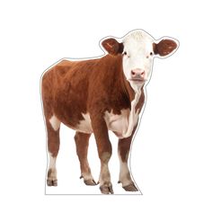 a brown and white cow standing in front of a white background