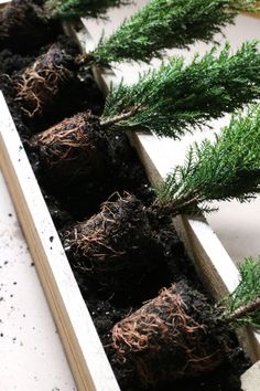 some plants that are growing out of the soil in a box on top of a table