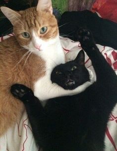 two cats are laying on top of each other