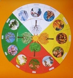 a colorful wheel with pictures of trees on it