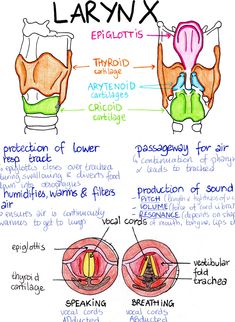 the anatomy of an ear with labels on each side and description of parts labeled below