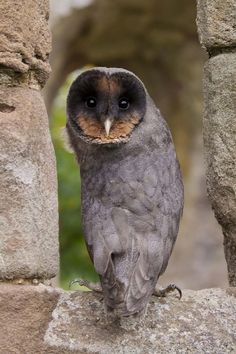 an owl sitting on top of a stone wall