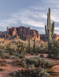 a large cactus in the desert with mountains in the background