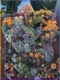 there are many succulents growing on the wall