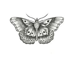 a black and white drawing of a butterfly