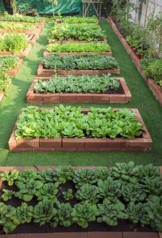 a garden filled with lots of green plants