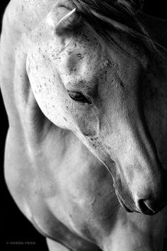 a black and white photo of a horse with freckles on it's face