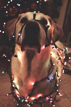 a black and white photo of a dog wearing a christmas light collar