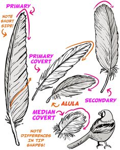 the anatomy of a bird's feathers