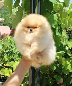 Tips and Tricks for Daily Care of Your Pomeranian Cute Fluffy Dogs, Small Puppy, Cute Dog Wallpaper, Very Cute Puppies, Super Cute Puppies, Cute Small Animals, Cute Animals Puppies