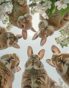 several rabbits are looking up at the sky from below, with their heads in the air