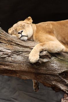 a lion laying on top of a tree branch